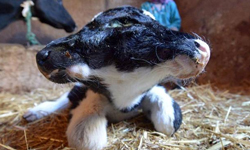 有兩顆腦袋就會比較聰明？雙頭動物大蒐奇 Polycephaly、雙頭動物、Sana Saida、獵奇