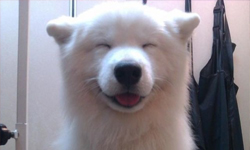 想養狗先看這篇！迎接家中新成員的須知清單 養狗、十二夜、領養、不棄養、領養潮、狗狗、領養、須知、清單