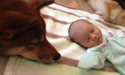 只想跟寶寶拉近5cm的距離 柴犬的守護天使日記簿 柴犬、Zero、守護、天使、日記簿