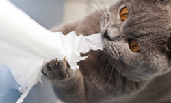 誰准你身上帶著別貓的味道？喵星人真心話大公開 貓咪、貓、真心話、詩人、惡搞