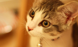 1/8限時免費App特輯：專業淺景深手機也辦得到！ 限免、免費、特價、iPhone、Windows Phone、App