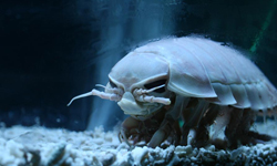 愛牠就豢養牠？大王具足蟲Q版養成遊戲隆重登場 大王具足蟲、ダイオウグソクムシ、App、深海、【絶食！】ダイオウグソクムシ【深海】