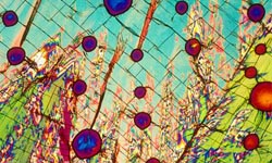 原來酒長這樣？顯微鏡底下的酒精攝影bevshots bevshots、酒、顯微鏡、香檳、伏特加