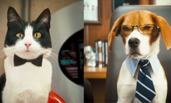 1月10日 電視看甚麼：你是貓派還是狗奴才？ 電視、節目表、電視節目表、電影、HBO、2013