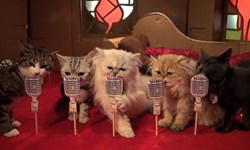 整個紙箱就是牠們的伸展台！荷蘭創意貓砂盒廣告Poopy Cat Dolls Poopy Cat Dolls、小野貓、廣告、荷蘭、MV