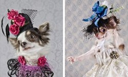 時尚華麗唯我獨尊　狗狗時尚攝影集《Dog Vogue》 Dog Vogue、狗狗、時尚、攝影集、Sophie Gamand