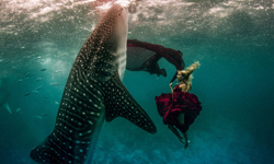 連生命都豁出去！與鯨鯊裸泳共舞的水下攝影集 Shawn Heinrich、Kristian Schmidt、Whale Shark Series、時尚、攝影師
