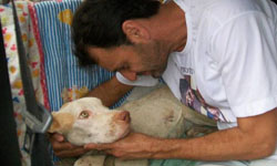 瘦到連肋骨都看得一清二楚！巴西皮包骨流浪狗的重生記 流浪狗、巴西、鬥牛犬、救援、重生