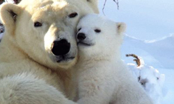 牠們的萌誰招架得住！10個讓你愛上熊的原因 熊、可愛、萌、原因、貓熊