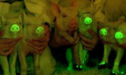 發光的豬可以治病？神奇夜明豬來也       動物、豬、夜明豬