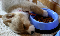 到底是有多累？狗狗超爆笑睡覺百態     狗、影片、萌、動物、爆笑