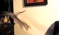 你們也有失足的時候！貓咪的失敗跳高特輯 貓、跳高、可愛、萌、失敗