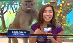 遇到美女直接襲胸！搞怪猴子大集合 猴子、美女、襲胸、搞怪、聰明