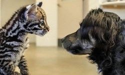 是虎、是豹、還是貓？小虎貓Santos超萌亮相 Ocelot、虎貓、美洲豹貓、辛辛那提動物園、Santos、逗貓棒、布偶、