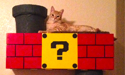 貓咪也想當瑪利歐 為貓咪打造磚塊跳台 超級瑪莉、瑪利歐、貓、跳台、DIY