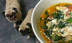 最遙遠的距離是看得見吃不到！悲情巴哥客串食譜部落格 寵物趣聞、 毛孩、狗、寵物、巴哥