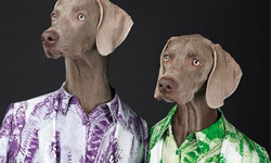 有了牠們誰還需要超模！狗模特拍攝2014年春夏形象廣告 Trussardi、William Wegman、greyhounds、Campaign、2014、精品、時尚、超模、藝術