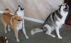 哪來這麼萌的行動警報器？模仿警鈴聲音的狗狗特輯 狗狗、萌、模仿、警報、救護車