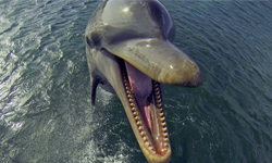 海豚也會吸毒！BBC的海豚紀錄日誌 Dolphins: Spy in the Pod、吸毒、BBC、海豚、高潮、吸毒