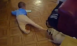 主人，只有這個不能給你！巴哥vs.寶寶的決戰時刻 巴哥、寶寶、可愛、餅乾、相處、決戰