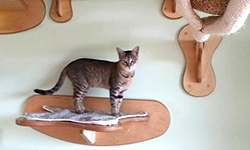 把家裡改造成牠的遊樂園 來自德國的貓爬設計家具 貓、家具、改造、居家