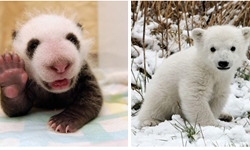 挑戰圓仔的網路人氣？動物界新寵兒─北極熊寶寶出現啦！ 團團、圓圓、圓仔、北極熊、可愛、動物、嬰兒
