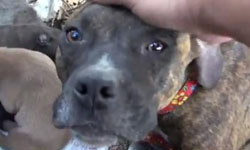 魔鬼看了也會流淚！超感人狗狗救援記 Eldad Hagar、Rosie、狗狗、救援、流淚