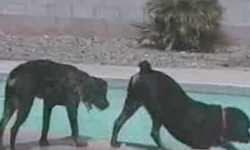 潔癖狗！比人還愛乾淨的毛孩子 愛乾淨、毛孩子、洗澡、剪毛、梳毛、烘乾