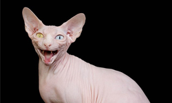 我不醜而且我很溫柔！優雅又親人的斯芬克斯無毛貓Gina TírNaTICA、Dundalk、Zivile、斯芬克斯、Sphynx