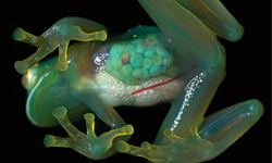 內臟在跳動！10種美麗的透明水生動物 內臟、跳動、美麗、透明、水生