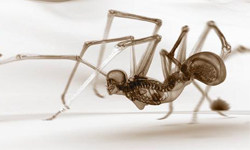 X光照人形怪物　神話新譯圖集《Hominid》 X光、人形、怪物、神話、新譯