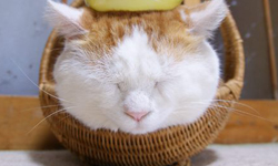 睡個好覺真那麼難？Dr. Oz的6個助眠小方法 Dr. Oz、失眠、方法、助眠、一夜好眠