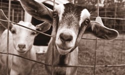 山羊怎麼叫？山羊叫聲亂入流行歌曲 山羊、流行歌曲、叫聲、混音、影片