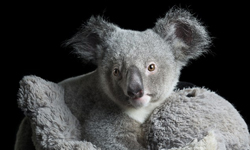 動物也能做公益！劫後重生的小無尾熊萌照義賣 澳洲、無尾熊、攝影、照片、公益