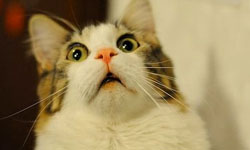 對我就是俗辣！膽小貓落跑實錄 貓咪、貓、膽小、落跑、好笑