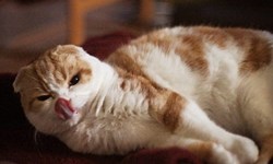 迪士尼公主、福爾摩斯都是牠！進擊的網路紅貓Waffles Waffles、Waffles the Cat、萌、網路紅貓、貓