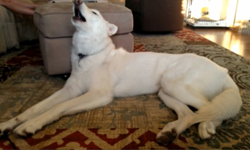 咦？我家的狗兒會說話！毛小孩的各種爆笑叫聲 dog、狗狗、毛小孩、唐老鴨、哈士奇