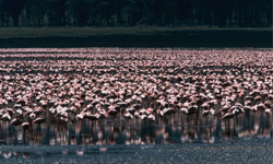 數大便是密集恐懼！小動物萬頭攢動特輯 動物、影片、密集、密集恐懼症