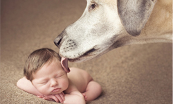 姊姊會形影不離陪你們長大！守護女孩的大丹犬 守護、女孩、大丹犬、Erin Vey、Gracie