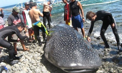 垂死漂來看兇手！年幼鯨鯊被人類割斷魚鰭 魚鰭、年幼鯨鯊、魚翅