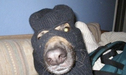 這些通通是我的！霸道狗狗搶東西實錄 Yahoo！奇摩影音、狗狗、人類、搶匪、實錄