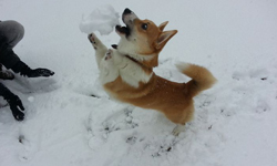 簡直是瘋了！好動狗狗行徑全都錄 狗、好動、玩、玩耍、狗狗