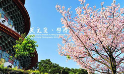 文青就是腳勤：櫻花開了賞櫻去！ 展覽、表演、藝文活動、活動、假日、週末、約會、出遊、藝術