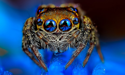 跳著YMCA來求偶　劇毒蜘蛛鏡頭底下的可愛模樣 蜘蛛、孔雀蜘蛛、Maratus volans、Jimmy Kong、微距攝影