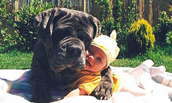 我很大，但我很溫柔！大狗們的搏版面時間 大狗、狗、巨型犬、藏獒、可愛