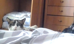 動物都有靈異眼？狗貓搞笑撞鬼特輯 狗貓、搞笑、撞鬼、特輯、陰陽眼