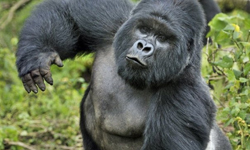 用大猩猩的香水刷牙？奇特牙膏口味特蒐 大猩猩、香水、刷牙、奇特、牙膏、口味、特蒐