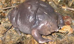 看久了還挺可愛的？盤點世界最奇妙的6種生物 葉形海龍、水滴魚、Spiny Orbweaver Spider、蟹蛛、指猴