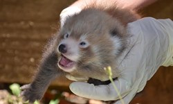 超萌小貓熊一次來兩隻！奧克蘭動物園雙胞胎小貓熊報到 小貓熊、red panda、紐西蘭、奧克蘭動物園、雙胞胎、瀕臨絕種、保育