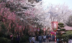 當個粉嫩系櫻花妹吧！卡哇伊櫻花小物特蒐 櫻花妹、日本、粉嫩、賞櫻、櫻花冰淇淋